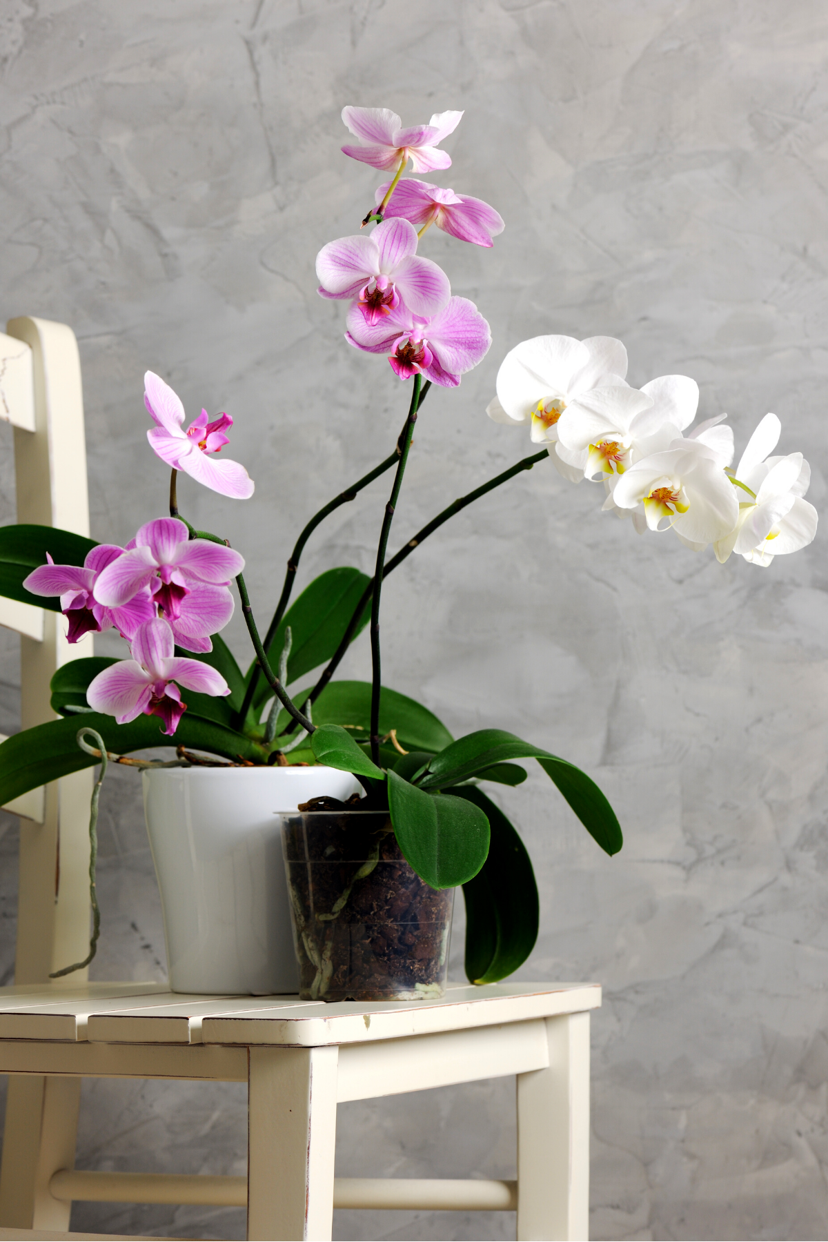 Orchid Life